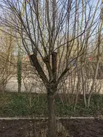Baum4.webp Baum4.webp