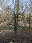 Baum3.jpg