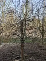Baum3.webp Baum3.webp