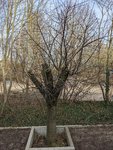 Baum2.jpg