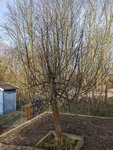 Baum1.jpg Baum1.jpg