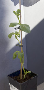 ackerbohne_testpflanze.webp