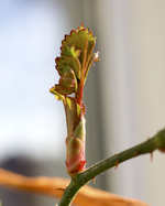 rose.webp