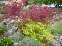Japanischer Ahorn 2 Farben auf einem STamm_24.05.2021.webp