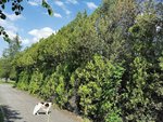 IMG_20210607_155402.jpg