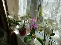 DSC02282.webp