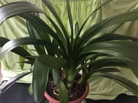 Clivia-II_2022-02_01.jpg