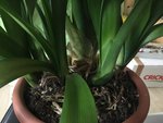 Clivia-II_2022-02_02.jpg