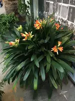 Clivia-Palmengarten Ffm_01.jpg