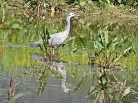IMG_4195 v (2).webp