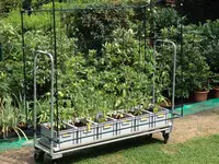 Tomaten Gewächshaus (1).webp