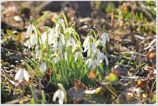 Schneeglöckchen 2.webp