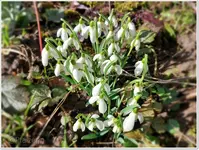 Vorfrühling 15.webp