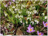 Vorfrühling 16.webp