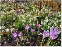 Vorfrühling 18.webp