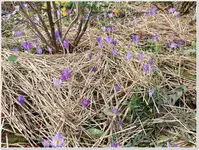 Vorfrühling 19.webp