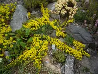 Zwergginster_24.05.2021.webp