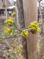 Kornelkirscheblüte1.webp