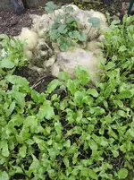 Rucola.webp