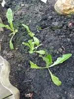 Pflücksalat.webp