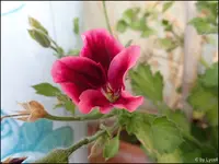 c042.webp