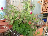 c043.webp