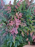 IMG_20220223_160235_2.jpg