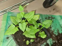 20220223_192042.webp