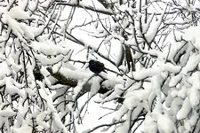 DSCNx4929.webp
