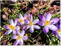 Krokuswiese c.webp