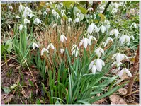 Schneeglöckchen.webp Schneeglöckchen.webp