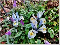 Iris und Pimpernelle.webp Iris und Pimpernelle.webp