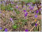 Krokus mit geschlossenen Blüten.jpg