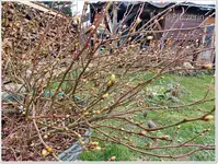 Kulturheidelbeeren.webp Kulturheidelbeeren.webp