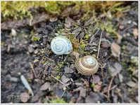 Schneckenhäuser.webp Schneckenhäuser.webp