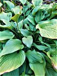 IMG_20200927_161616.jpg
