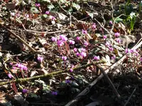 P1060807.webp