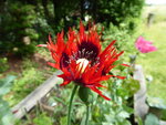 P1010261Fransenmohn.JPG