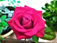 IMG_20210218_120408_3.jpg
