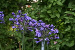 Agapanthus1317JPG.JPG
