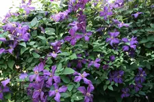 Cl.vit.Polith Spirit0618.webp