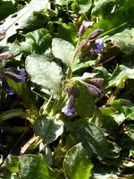 P1060880.webp