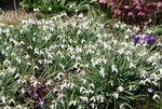 Frühling   0121.JPG