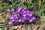 Frühling   0221.JPG