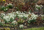 Frühling   0720.JPG