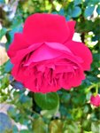 IMG_20210614_112642_1.jpg