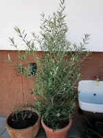 IMG_20220302_150722.webp