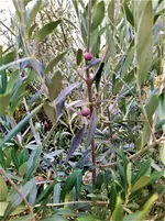 IMG_20211115_130925_1.webp