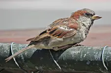 IMG_6742 v (2).webp