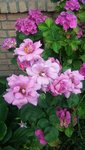 Hortensie-Rose.jpg